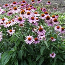 Echinacea purpurea 'Magnus' (Echinacée)