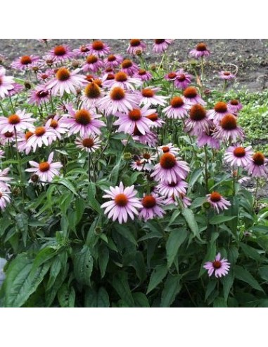 Echinacea purpurea 'Magnus' (Echinacée)