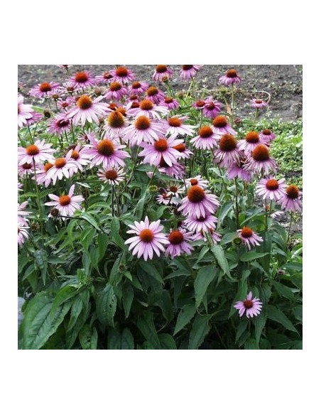 Echinacea purpurea 'Magnus' (Echinacée)