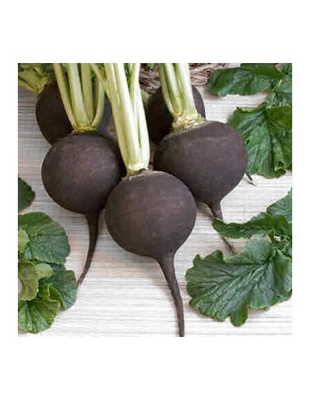 Graines Radis noir 'Gros rond d'hiver'