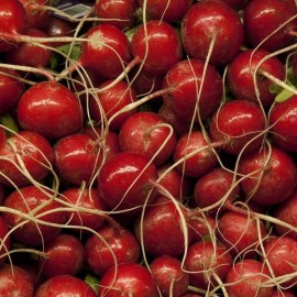 Graines Radis rouge 'Scarlet Globe'