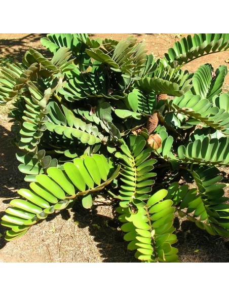 Zamia furfuracea