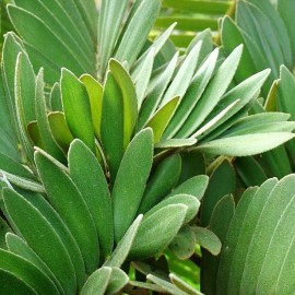 Zamia furfuracea