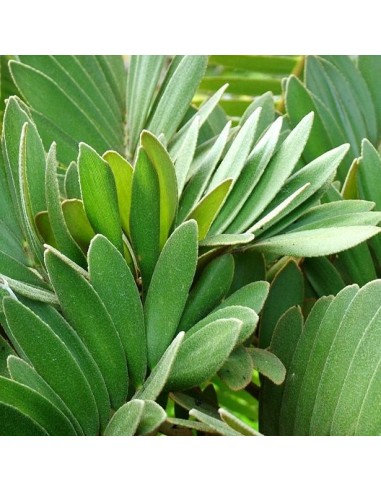 Zamia furfuracea