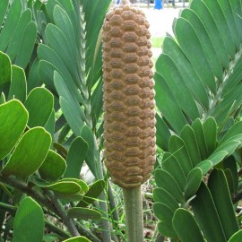 Zamia furfuracea