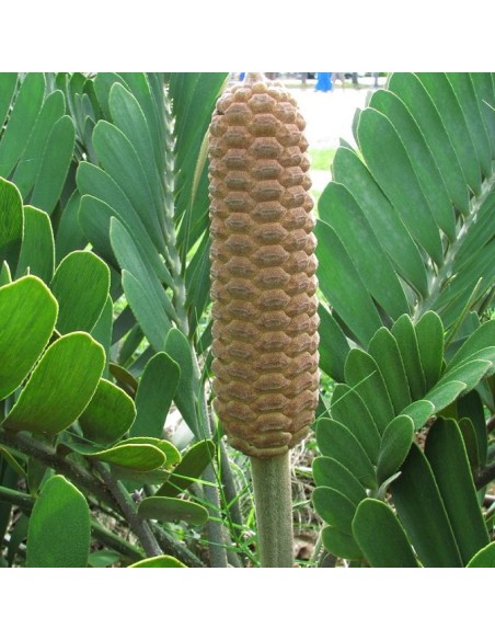 Zamia furfuracea