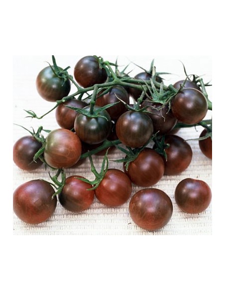 Graines Tomate cerise 'Black Cherry' seed