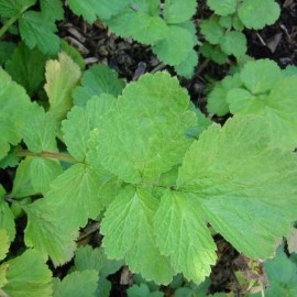 Geum (Benoite) 'coccineum Borisii'