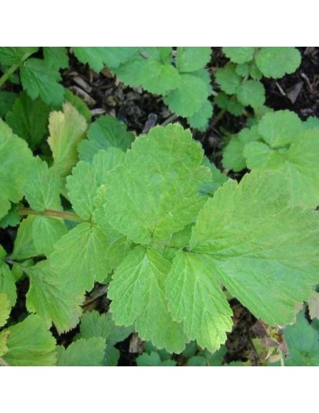Graines Geum 'Coccineum Borisii' (Benoite)