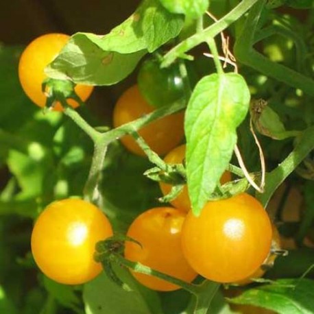 Graines Tomate cerise 'Golden Nugget' seed