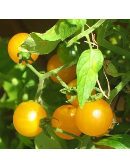 Graines Tomate cerise 'Golden Nugget' seed
