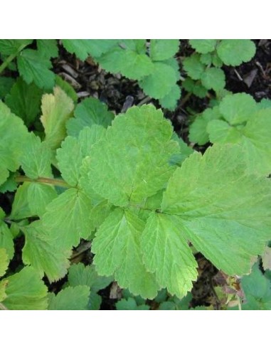 Graines Geum 'Double Bloody Mary' (benoite)