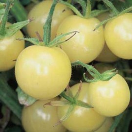 Tomate White Cherry (Tomate cerise)