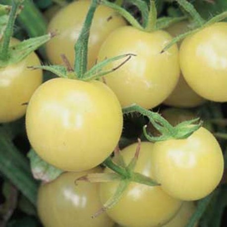 Graines Tomate cerise 'White Cherry' seed