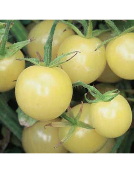 Graines Tomate cerise 'White Cherry' seed