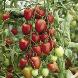 Graines Tomate prune rouge