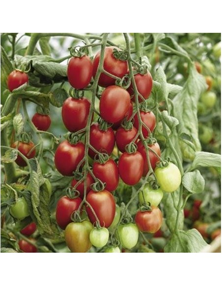 Graines Tomate prune rouge