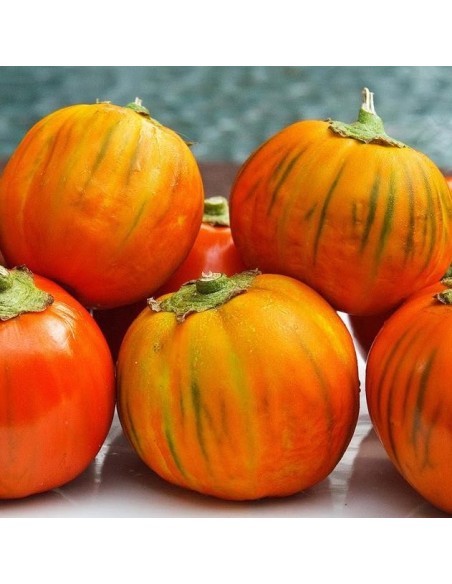 Graines Aubergine ronde 'Turkish Orange'
