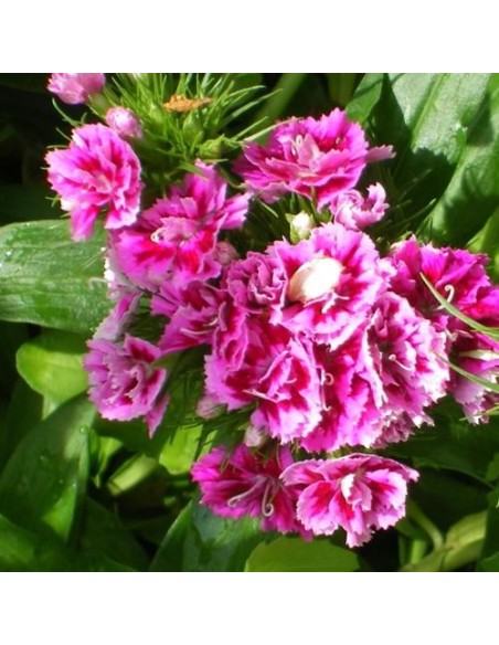 Graines Dianthus barbatus (Oeillet des poètes)