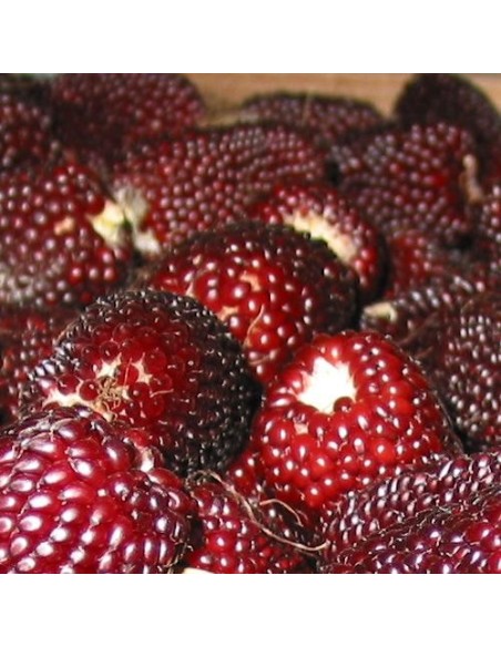 Graines Maïs Fraise pour popcorn