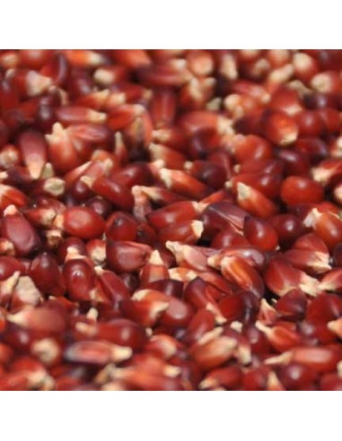Graines Maïs Fraise pour popcorn