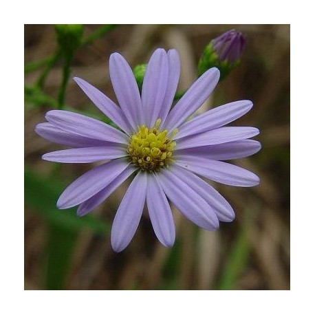 Aster a fleurs de chrysanthemeAmetyst 450 graines violet pâle 