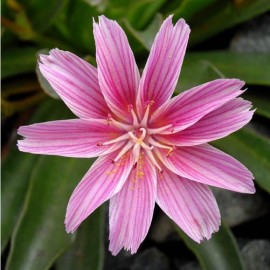 Lewisia longipetala 'Little Plum'