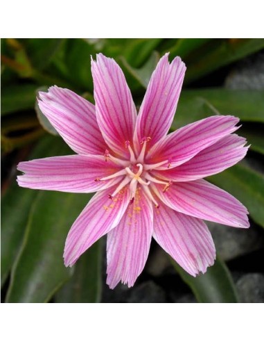 Graines Lewisia longipetala 'Little Plum'