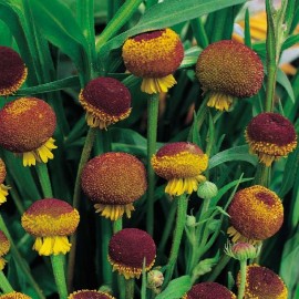 Helenium puberleum Autumn 'Lollypop'