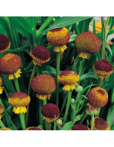 Graines Helenium puberleum 'Lollipop' (Hélénie d'automne)