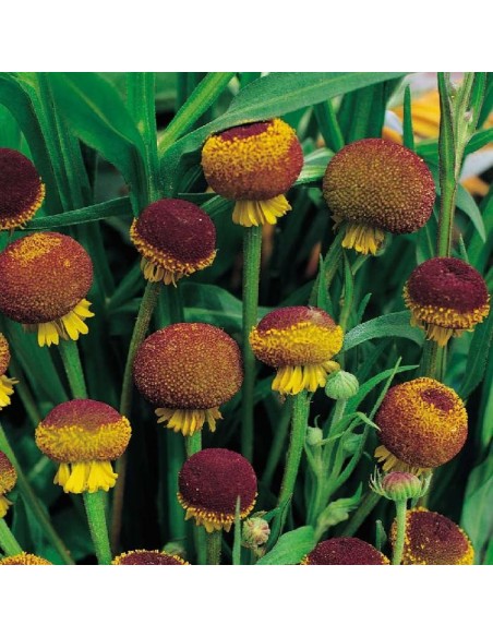Graines Helenium puberleum 'Lollipop' (Hélénie d'automne)