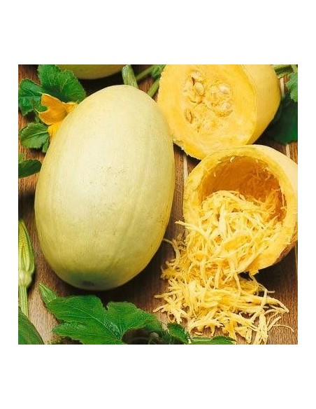 Graines Courge 'Spaghetti'