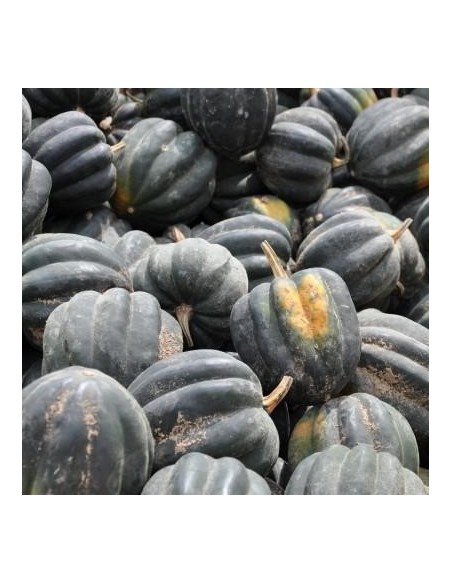 Graines Courge 'Table Queen Acorn'