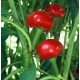 Graines Piment fort 'Red Cherry Large Hot'