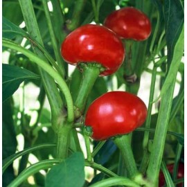 Piment Red cherry small (piment fort)