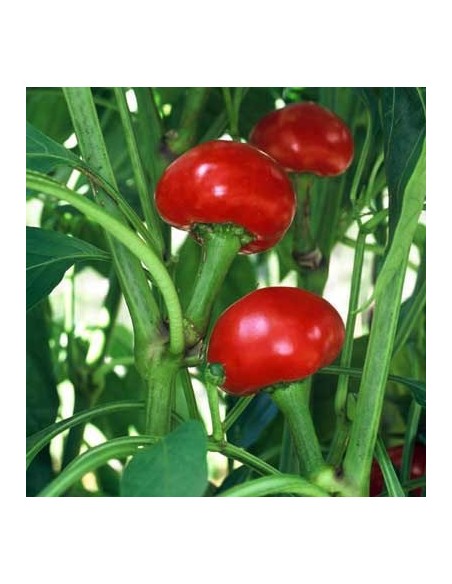 Graines Piment fort 'Red Cherry Large Hot'
