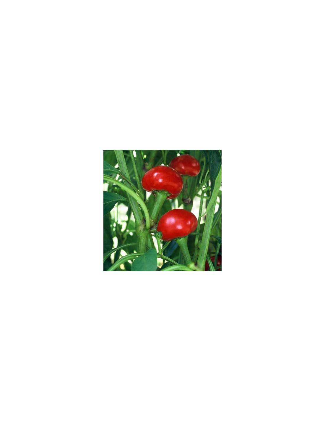 Graines De Piment Cerise Hongrois – Lot De 10, Fruits Rouges Ronds, Piquant Niveau 7
