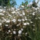 Graines Catananche caerulea ''Alba' (Cupidone blanche)