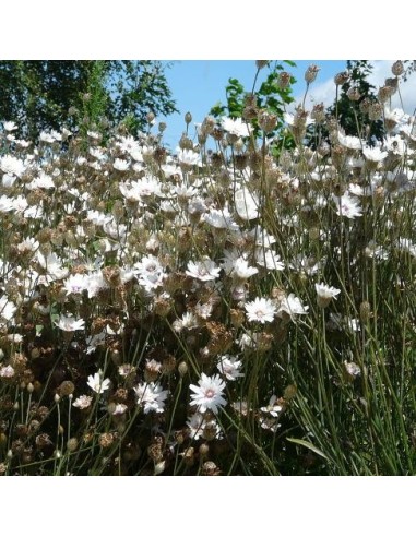 Graines Catananche caerulea ''Alba' (Cupidone blanche)