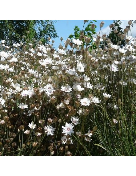 Graines Catananche caerulea ''Alba' (Cupidone blanche)