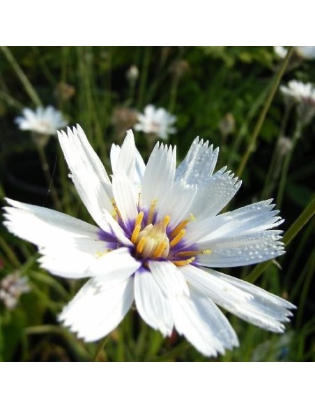 Graines Catananche caerulea ''Alba' (Cupidone blanche)