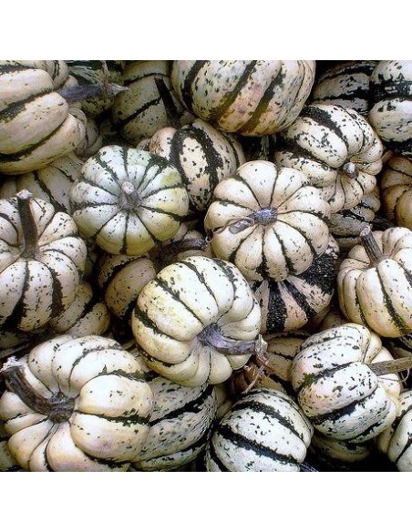 Graines Courge 'Sweet Dumpling' (Patidou)