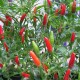 Graines Piment fort 'Small Red Chili'