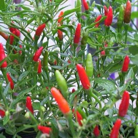 Piment Red chili small (Piment fort)