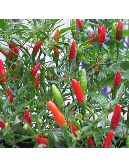 Graines Piment fort 'Small Red Chili'