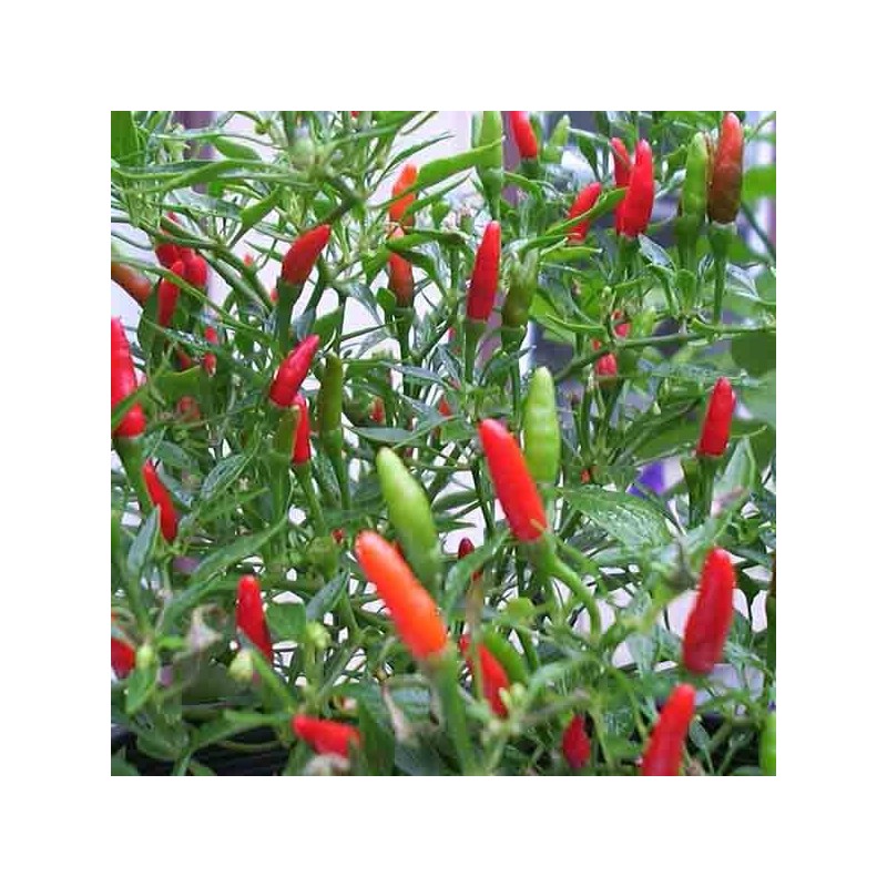 Piment fort Super Chili – Villiard Serres et jardins