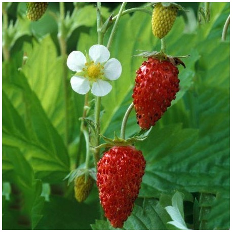 plant de fraisiers bio