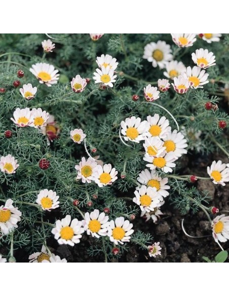 Graines Anacyclus depressus