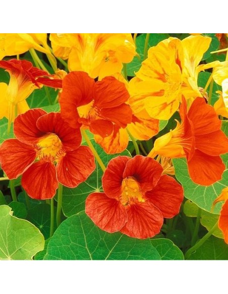 Tropaeolum majus (Grande capucine)