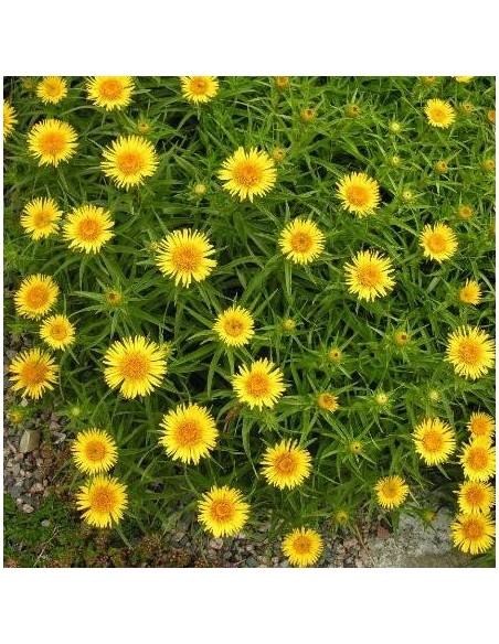 Graine Inula ensifolia (Aunée ensifolia)